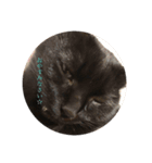 猫ぜといっしょ（個別スタンプ：1）