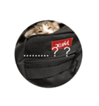 猫ぜといっしょ（個別スタンプ：3）