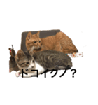 猫ぜといっしょ（個別スタンプ：4）