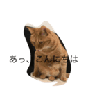 猫ぜといっしょ（個別スタンプ：6）