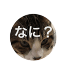 猫ぜといっしょ（個別スタンプ：7）