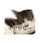 猫ぜといっしょ（個別スタンプ：8）
