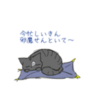 うちの腹黒猫（個別スタンプ：12）