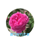 みわんのお花集（個別スタンプ：5）