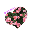 みわんのお花集（個別スタンプ：6）
