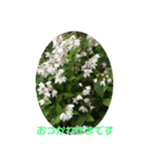 みわんのお花集（個別スタンプ：7）