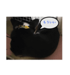 我が家の黒色コーギー（個別スタンプ：7）