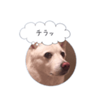 まだまだおしゃべりカレン（個別スタンプ：1）