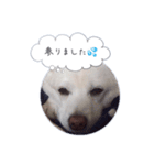 まだまだおしゃべりカレン（個別スタンプ：6）