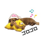 レオン(ダックスフント)（個別スタンプ：6）