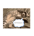 ハルやん①（個別スタンプ：3）