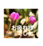 こころ休まる花と風景(10)（個別スタンプ：2）