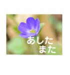 こころ休まる花と風景(10)（個別スタンプ：4）