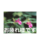 こころ休まる花と風景(10)（個別スタンプ：5）
