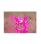 こころ休まる花と風景(10)（個別スタンプ：6）