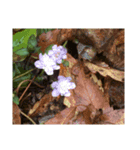 こころ休まる花と風景(10)（個別スタンプ：7）