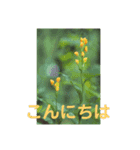 こころ休まる花と風景(10)（個別スタンプ：8）