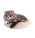 スコティッシュのたんごちゃん（個別スタンプ：4）