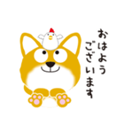 柴犬「だいごろう」（個別スタンプ：1）