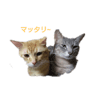 ワンちゃん＆ネコちゃん（個別スタンプ：3）