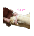 ワンちゃん＆ネコちゃん（個別スタンプ：8）