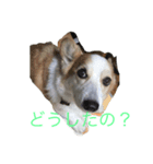 我が家のコーギーさくら（個別スタンプ：4）