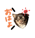 はなつめいwithくろちび（個別スタンプ：2）