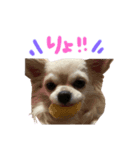 はなつめいwithくろちび（個別スタンプ：3）