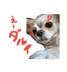 はなつめいwithくろちび（個別スタンプ：4）