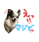 はなつめいwithくろちび（個別スタンプ：5）