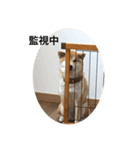 芝いぬ  さくら2（個別スタンプ：3）