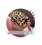 レオパの日常会話2（個別スタンプ：7）