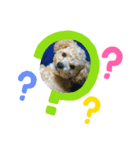 愛犬まるぷー（個別スタンプ：1）