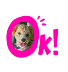 愛犬まるぷー（個別スタンプ：3）