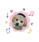愛犬まるぷー（個別スタンプ：7）