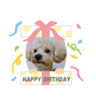 愛犬まるぷー（個別スタンプ：8）