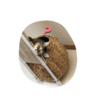ゴロゴロダラダラ（個別スタンプ：1）