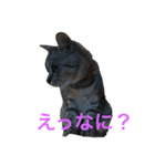 ミーブー（個別スタンプ：8）