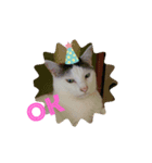 三毛猫つくし（個別スタンプ：1）