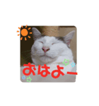 三毛猫つくし（個別スタンプ：2）