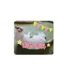 三毛猫つくし（個別スタンプ：4）