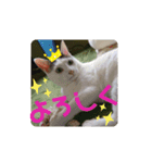 三毛猫つくし（個別スタンプ：5）