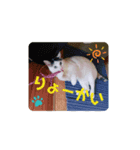 三毛猫つくし（個別スタンプ：6）