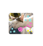三毛猫つくし（個別スタンプ：8）