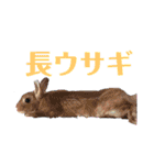厄年衆議院。（個別スタンプ：21）