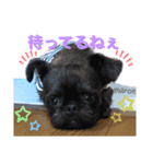maronちゃんスタンプ（個別スタンプ：4）