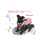 maronちゃんスタンプ（個別スタンプ：6）