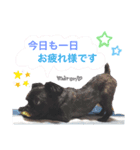 maronちゃんスタンプ（個別スタンプ：7）