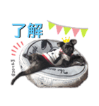 maronちゃんスタンプ（個別スタンプ：8）