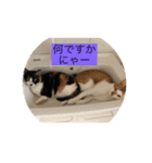 コロすけとみゃーこ（個別スタンプ：1）